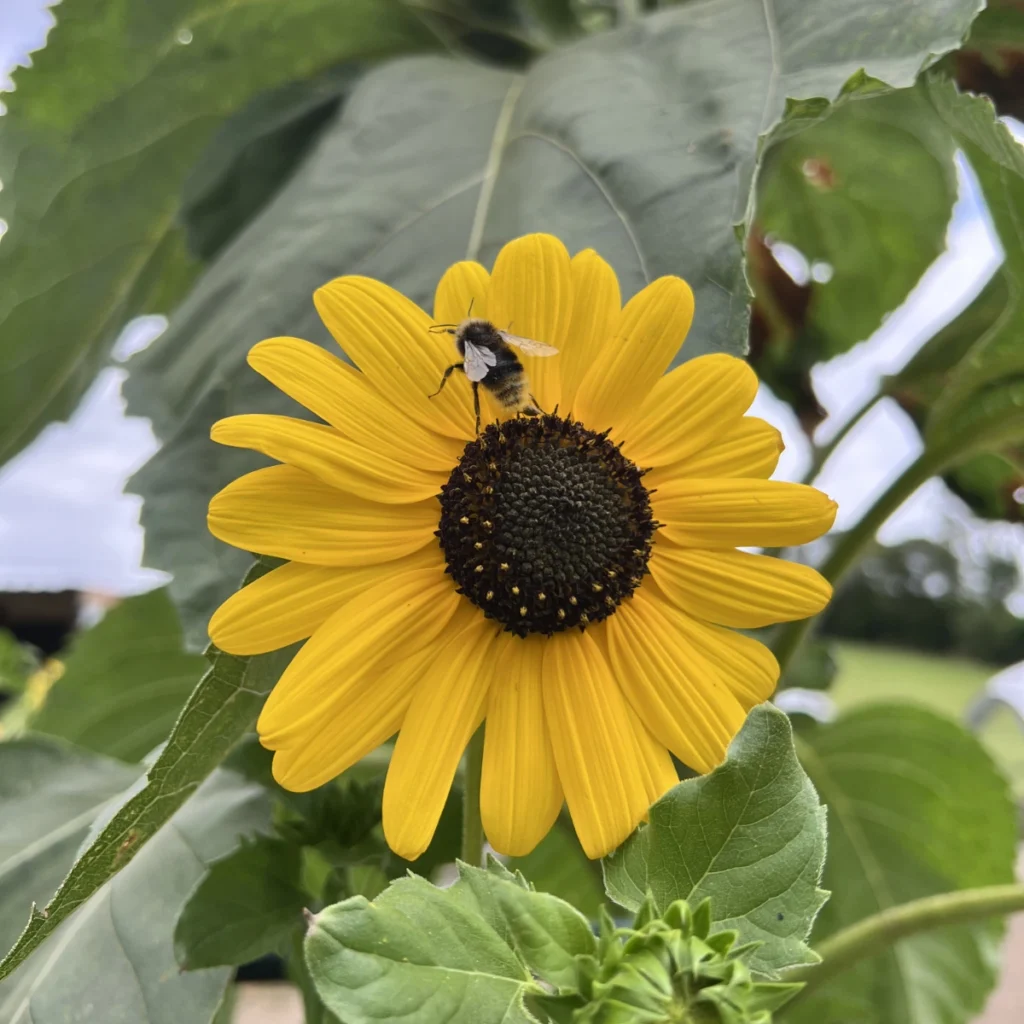 A bee collecting pollen from a bright yellow sunflower in the gardens at Black Mountain Escapes.