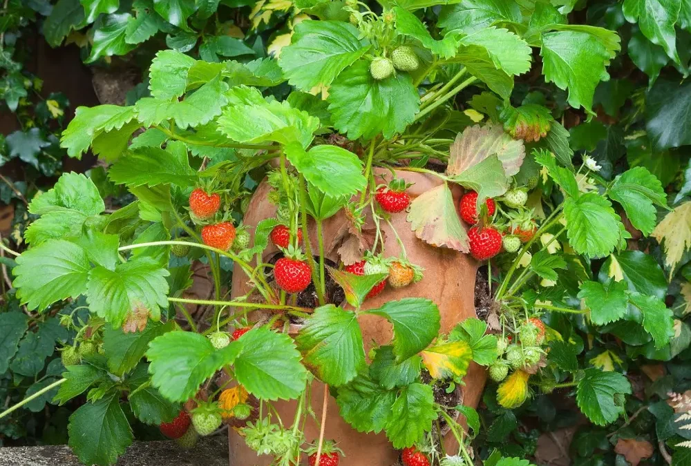 A slow summer day in the garden