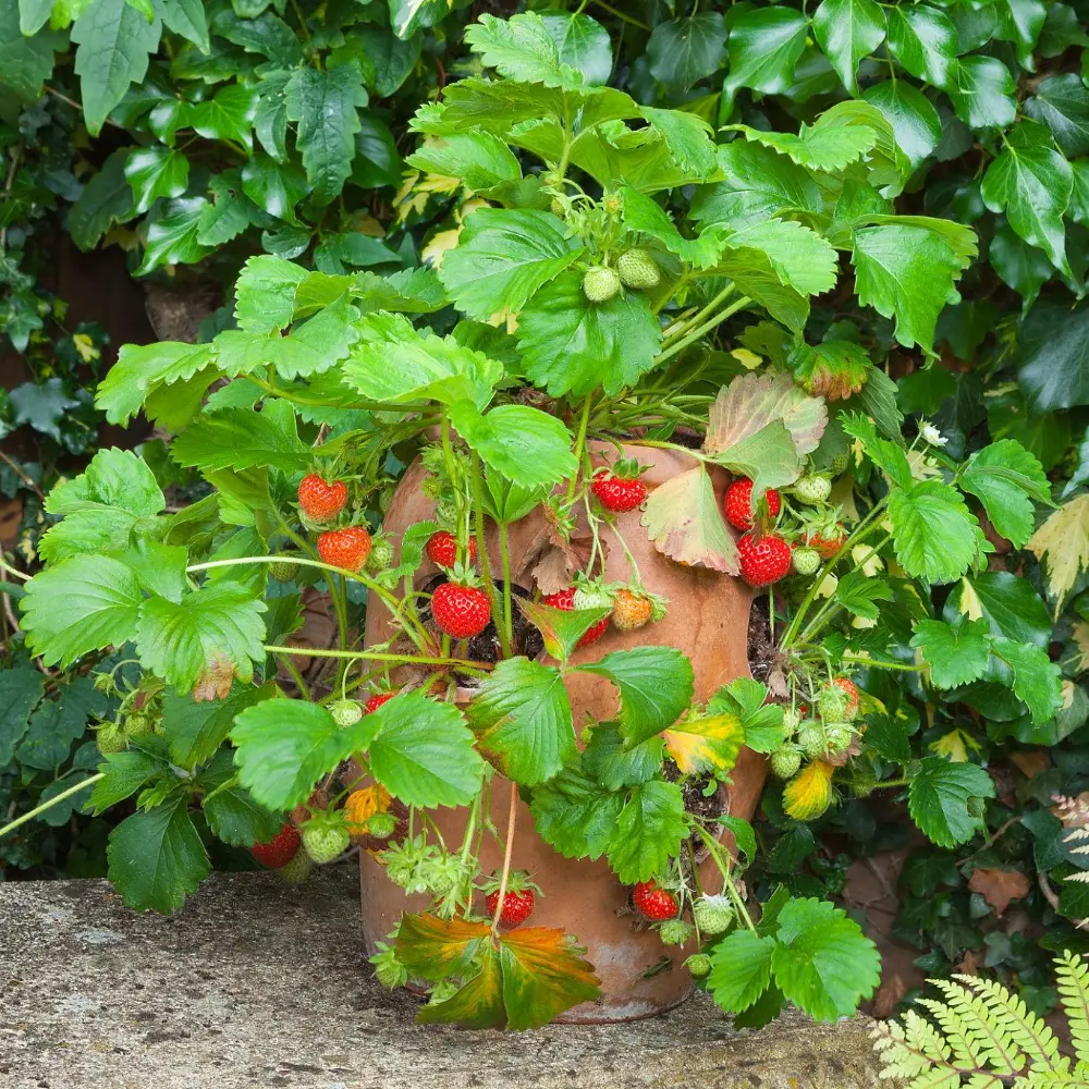 Ripe strawberries growing in a terracotta pot in a cottage garden
